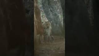 Hunting Dangerous Leopard in Tanzania