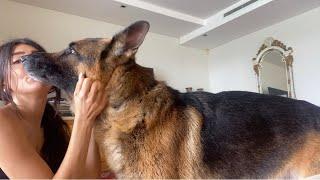 German shepherd loves hugs and kisses.