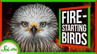 Firehawks Natures Arsonists