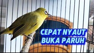 Paling cepat merangsang bunyi dan buka paruh terapi pleci buka paruh