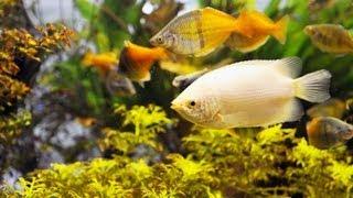 How to Clean a Freshwater Fish Tank  Aquarium Care