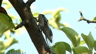 Как стрекочет цикада  Song of Cicada