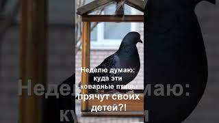 Анекдот про голубей #shorts