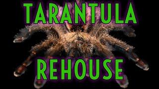 Spider Shoppe Helps Me REHOUSE my NEW Tarantulas