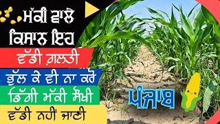 ਸਾਇਲੇਜ਼ ਲਈ ਡਿੱਗੀ ਮੱਕੀ ਵੱਢ ਨਹੀਂ ਹੋਣੀ maize crop growth promoter bad effects