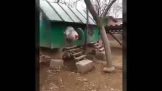 GEGERR....hebohh ayam raksasa ternyata benar2 ada