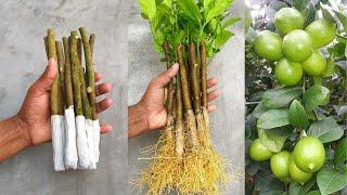 How to propagate lemon tree from cuttings with tissue paper  With 100% success