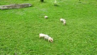 Happy Fijian Pigs