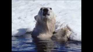 Respect the Polar Bears