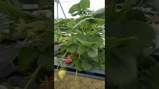 strawberry picking  #milletsfarm #shorts