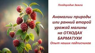 Малина плодоносит второй раз на месяц раньше на отходах БАРМАТУХИ №6924