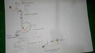 Vitamin B12- absorption and deficiencycauses