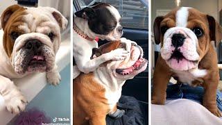 Cutest and Funniest BULLDOGS Compilation 