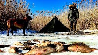 Ice Fishing - Carp Fishing in Frozen Lake Winter Camping with My Dog Nature Documentary Asmr