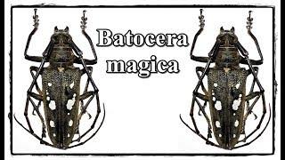Batocera magica - Präparation  Mounting