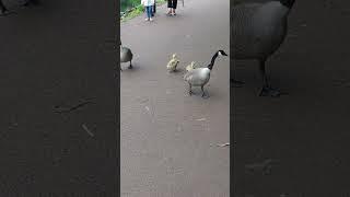 Canada Geese and Goslings