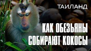 Как обезьяны собирают кокосы. Остров Ко Панган Таиланд.