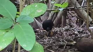 Saipan Micronesian Megapode