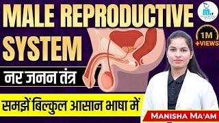 Male Reproductive System  नर जनन तंत्र  Male reproductive system Anatomy and physiology