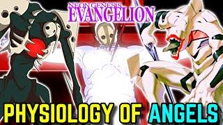 Physiology of Angels in Neon Genesis Evangelion Explored - Where They Came From How They Were Born?