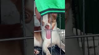 Gay Dog   lost stolen by thieves in Jagakarsa South Jakarta