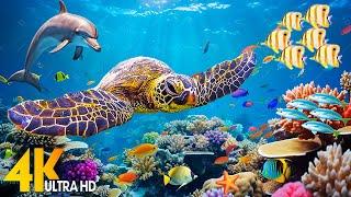 Under Red Sea 4K - Beautiful Coral Reef Fish Relaxing Sleep Meditation Music - 4K Video UHD #3