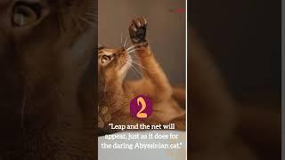 5 Purrfect Abyssinian Cat Quotes Feline Wisdom Unleashed