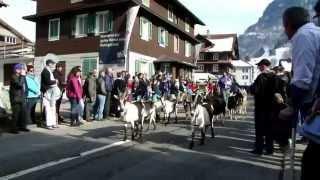 Sennenkilbi Muotathal 2015  Festumzug