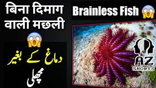 Brainless Fish - A fish without brain  बिना दिमाग वाली मछली  #AZShorts
