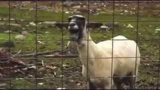 Skrillex goat remix
