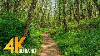 4K Virtual Hike on a Sunny Day with Forest Sounds - Licorice Fern Trail Issaquah Area