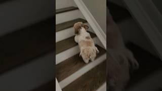 Shih Tzu Walking up the Stairs