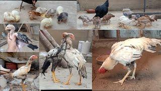 Pakistani Aseel Chicks Growing Day 1 To 300 Days Old  Chik to Roster