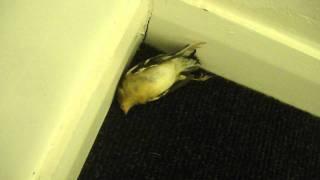 Todays dead animal... a bird.