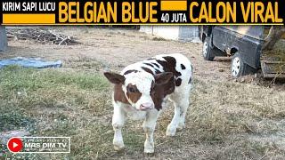 Pemuda Nekad Kirim Anak Sapi Lucu Belgian Blue 40 Juta Calon Pedet Viral 