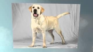 Labrador Retriever Temperament