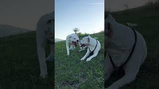 Dogo Argentinos enjoying the sunset.#dogoargentino #dogoftheday #dogo