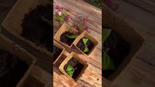 Propagating hydrangeas. Cuttings will turn into new plants. #fingerscrossed #hydrangeas #diygarden