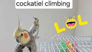 cockatiel climbing  طوطی صخره نورد #youtubeshorts #youtube #fun #youtuber #birds #foryou #bird #cute