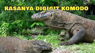 Panik Dikejar Komodo di Perkampungan Warga Labuan Bajo - Ekspedisi Labuan Bajo