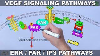 VEGF Signalling Pathways