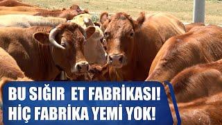 Bu Sığır Irkı Et Fabrikası Dünyada Zirvede Hiç Fabrika Yemi Yok  ABİ NERDESİN