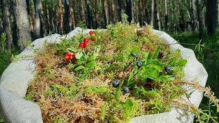 The art of collecting Sphagnum moss from the Forest to the Bathhouse