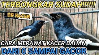 BONGKAR FULL CARA MUDAH MERAWAT KACER BAHAN CEPAT GACOR  DR KACER TERBARU