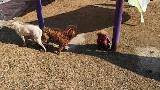 TWO MALE DOGS VS ONE FEMALE DOG MATING 