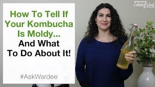 How To Tell If Your Kombucha Is Moldy... And What To Do About It  #AskWardee 103