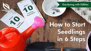 How to Start Seedlings in 6 Steps