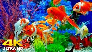 Aquarium 4K VIDEO ULTRA HD  Beautiful Relaxing Coral Reef Fish - Relaxing Sleep Meditation Music