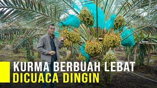 TANAM KURMA DI CUACA DINGIN BISA BERBUAH LEBAT DAN PANEN BELIMPAH