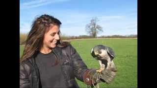 Bird on the Hand Falconry experience day